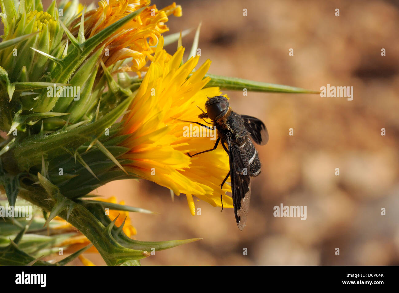 Bee Fly (Hemipenthes Velutina) Fütterung von stacheligen Sow Thistle (Sonchus Asper) Blume im Buschland, Provinz Zadar, Kroatien Stockfoto