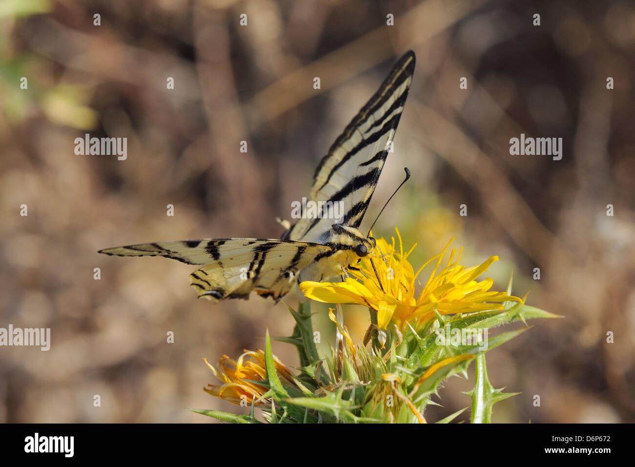 Knappen Schwalbenschwanz Schmetterling (Iphiclides Podalirius) Fütterung von stacheligen Sow Thistle (Sonchus Asper), Provinz Zadar, Kroatien Stockfoto