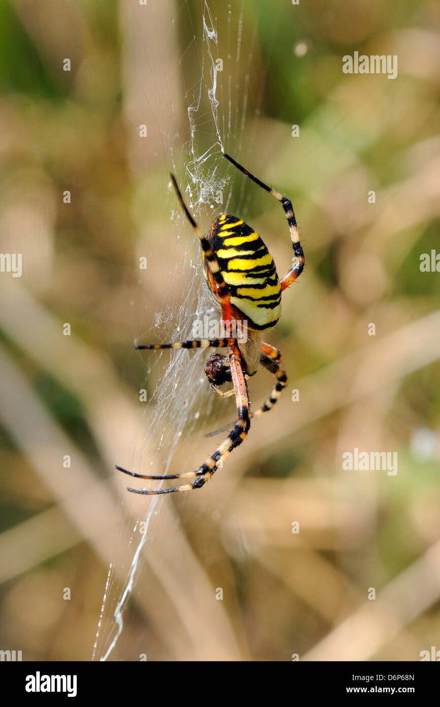 Wasp-Orb-Web-Spider (Argiope Bruennichi) mit Beute, in der Nähe von Marburg, Hessen, Deutschland, Europa Stockfoto