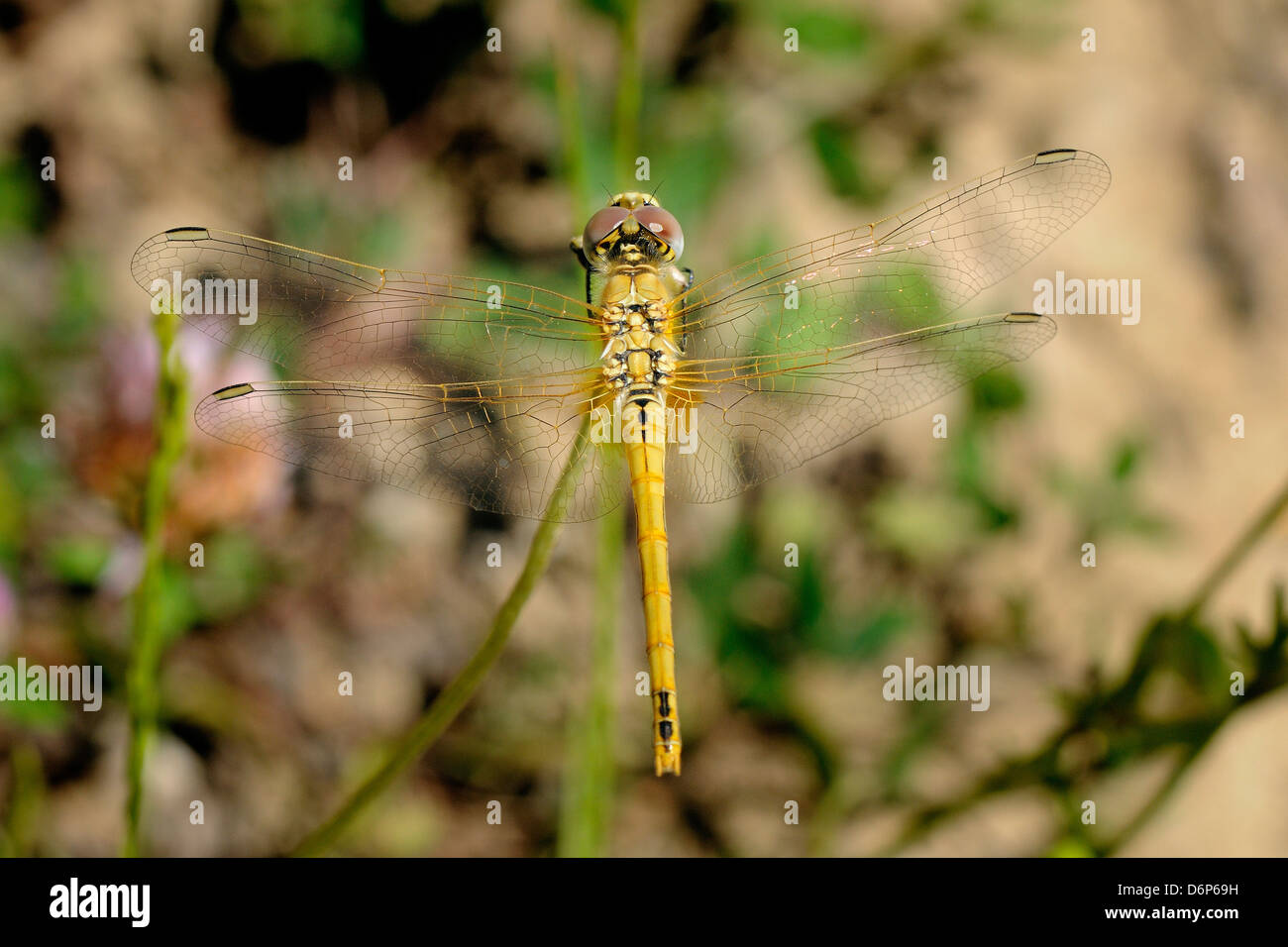 Weibliche rot-veined Darter Libelle (Sympetra Fonscolombii), Hecho-Tal, Spanische Pyrenäen, Spanien, Europa Stockfoto