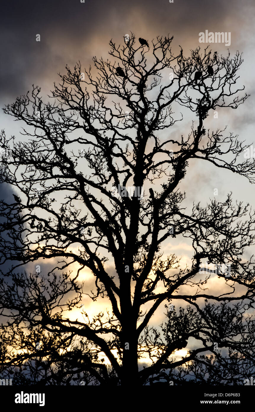 eine vertikale Komposition aus einem Baum Silhouette mit ein paar Krähen auf einem Sonnenuntergang Hintergrund. Stockfoto