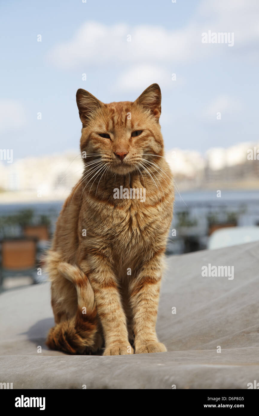 Malta, Valletta, Katze friedlich, harmonisch, Malta, Valletta, Katze Friedlich, Harmonisch, Stockfoto