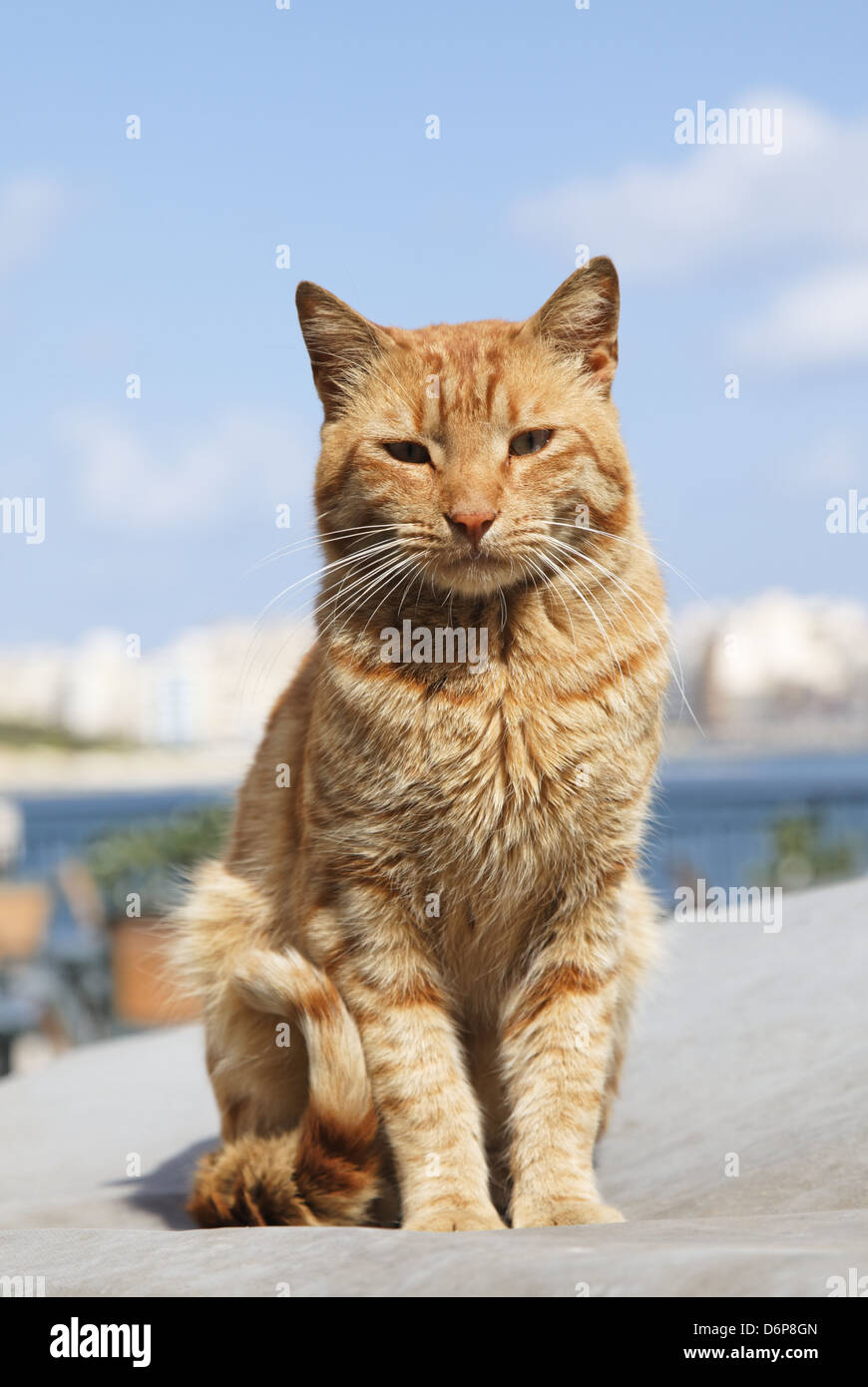 Malta, Valletta, Katze friedlich, harmonisch, Malta, Valletta, Katze Friedlich, Harmonisch, Stockfoto