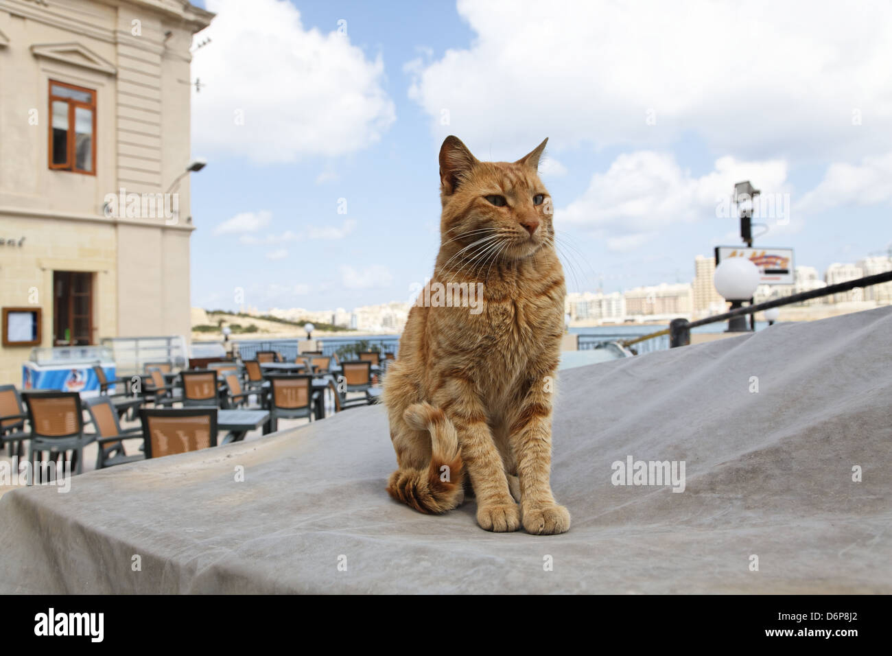 Malta, Valletta, Katze friedlich, harmonisch, Malta, Valletta, Katze Friedlich, Harmonisch, Stockfoto