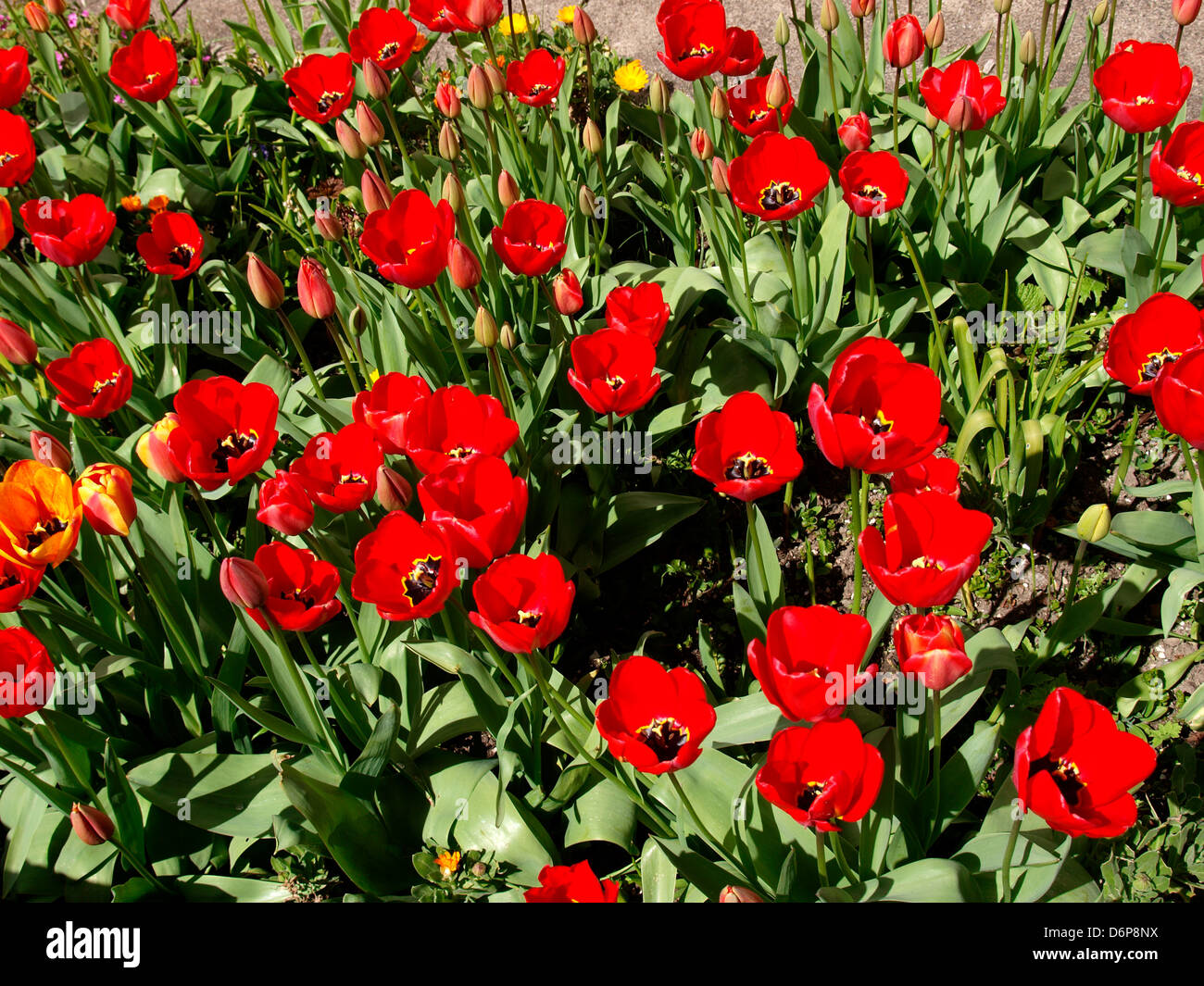 Rote Tulpen, UK 2013 Stockfoto