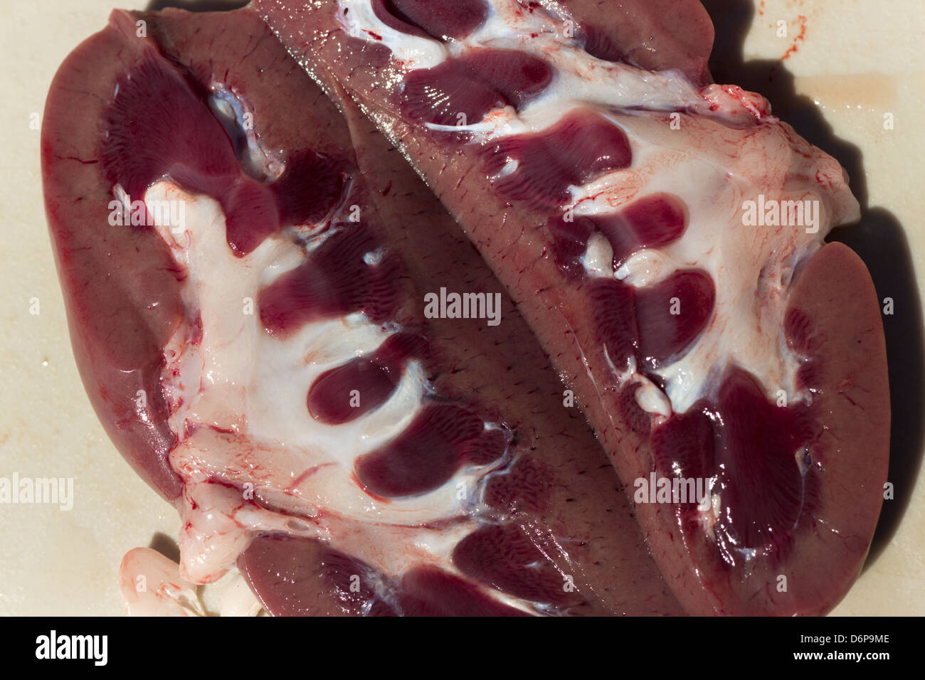 Schweineniere -Fotos und -Bildmaterial in hoher Auflösung – Alamy
