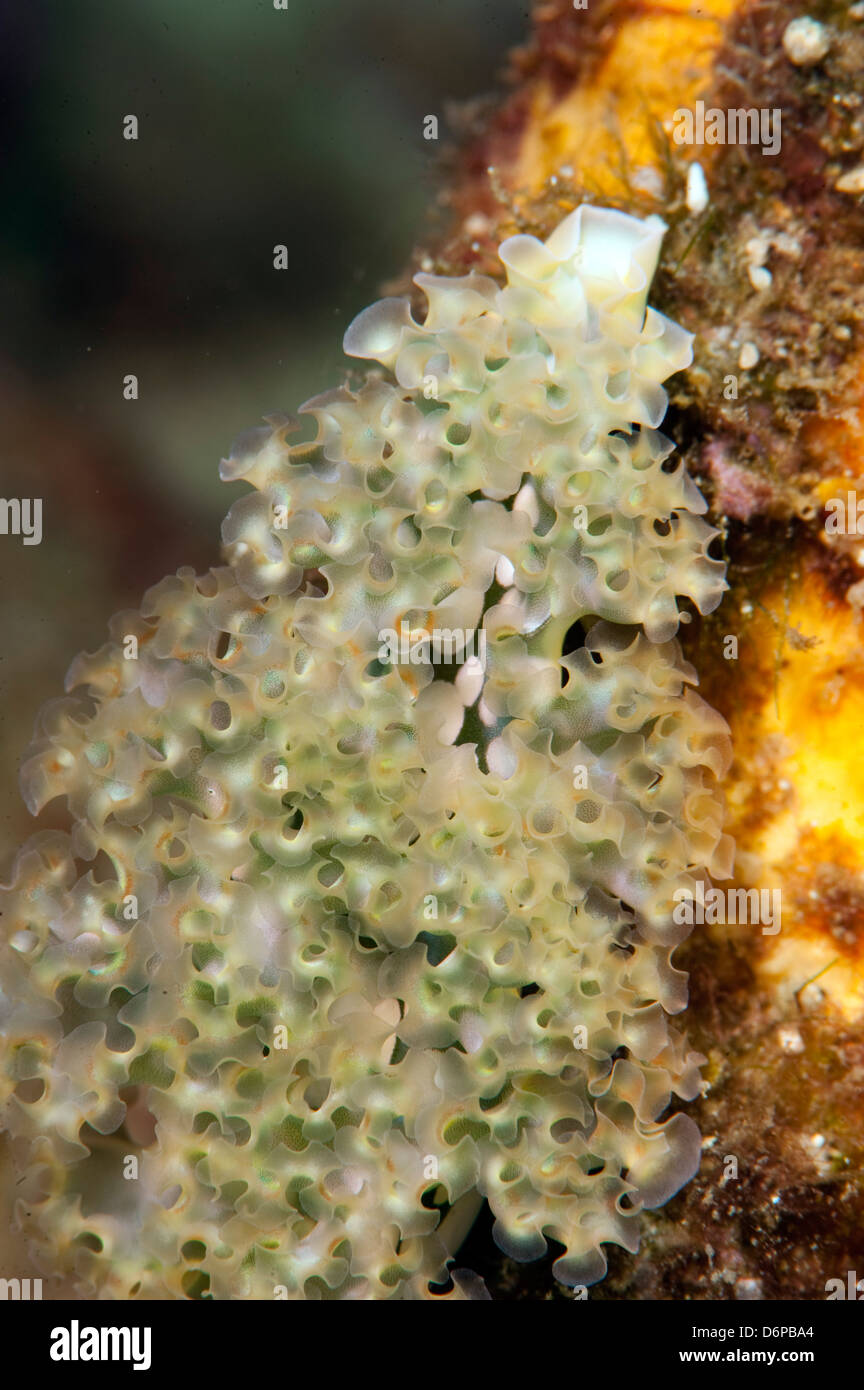 Salat-Meeresschnecke (Elysia Crispata), Dominica, West Indies, Karibik, Mittelamerika Stockfoto