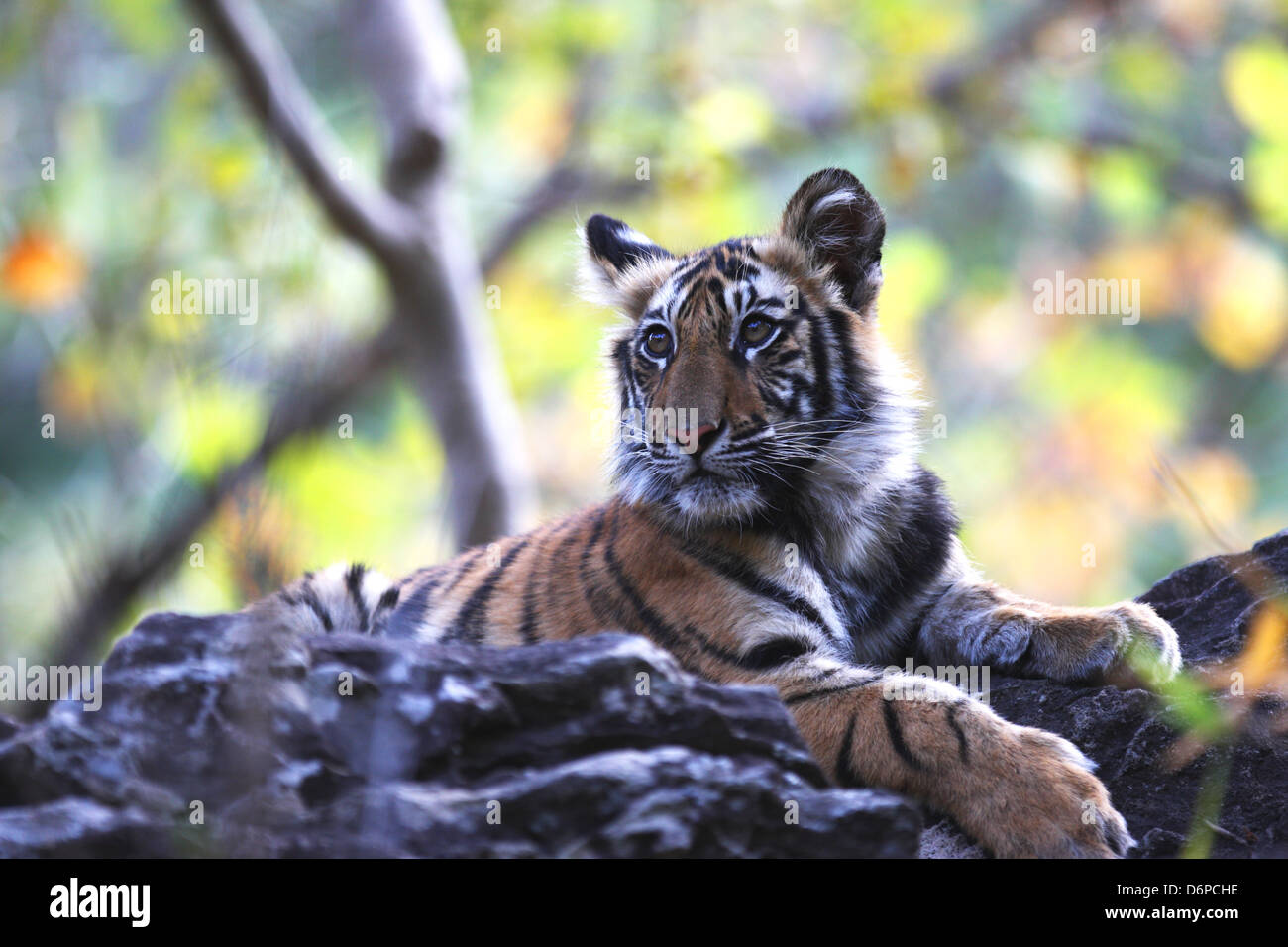 Bengal Tiger, Panthera Tigris Tigris, Bandhavgarh Nationalpark, Madhya Pradesh, Indien Stockfoto