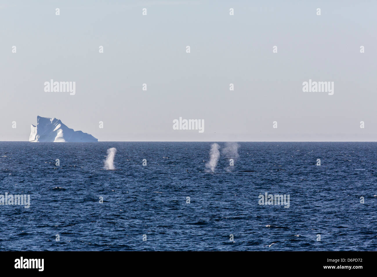 Finnwal (Balaenoptera Physalus), Vikingbukta, Nordostgrönland, Polarregionen Stockfoto