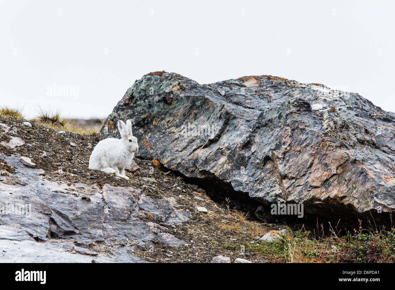 Erwachsenen Schneehasen (Lepus Arcticus), Blomsterbugten (Blume Bay), Kong Oscar Fjord, Nordostgrönland, Polarregionen Stockfoto