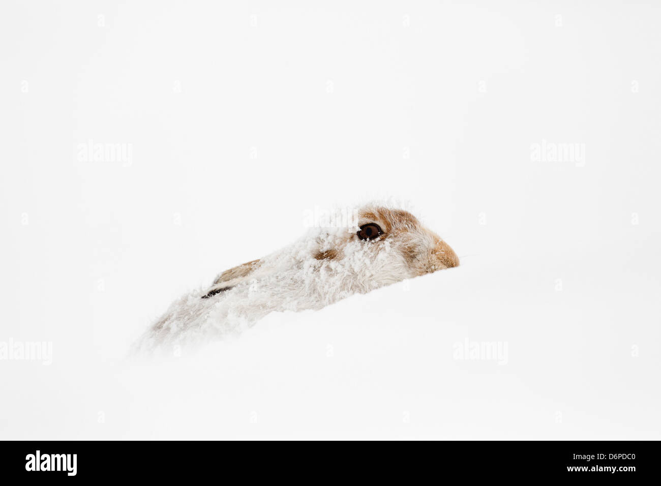 Schneehase; Lepus Timidus; im Schnee; Schottland; UK Stockfoto