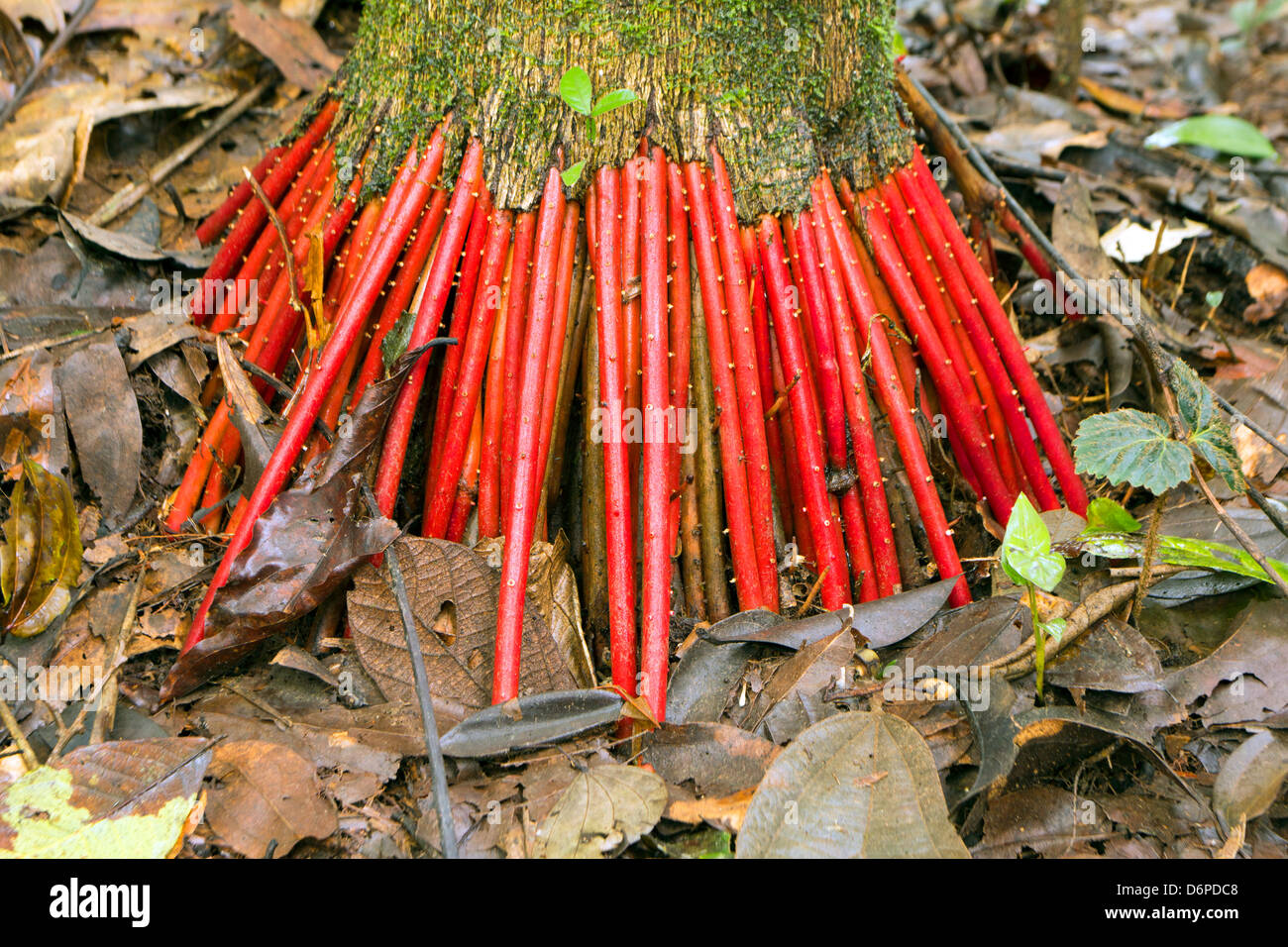 Leuchtend rote Wurzeln der Euterpe Palme im tropischen Regenwald, Ecuador Stockfoto