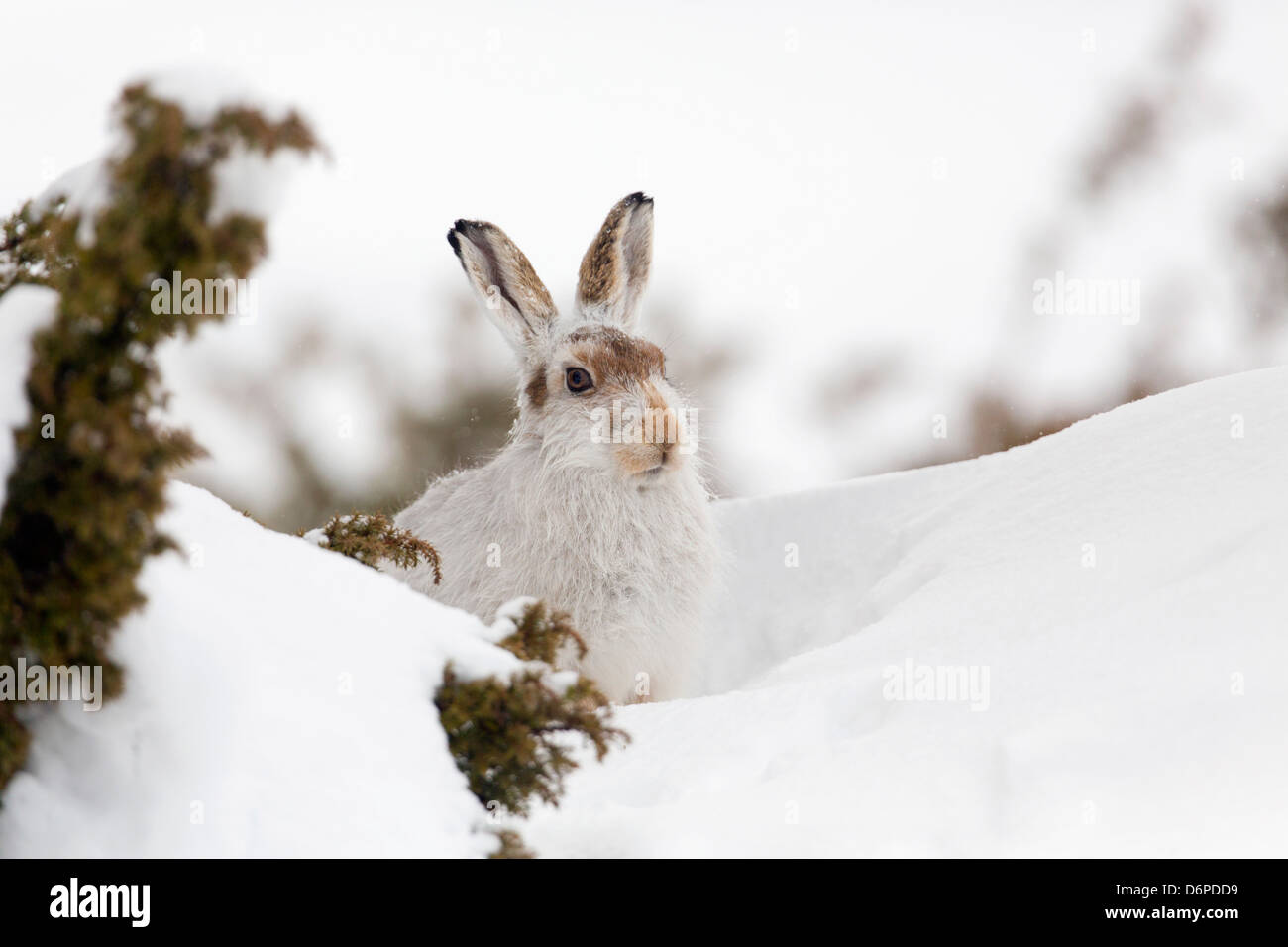 Schneehase; Lepus Timidus; im Schnee; Schottland; UK Stockfoto