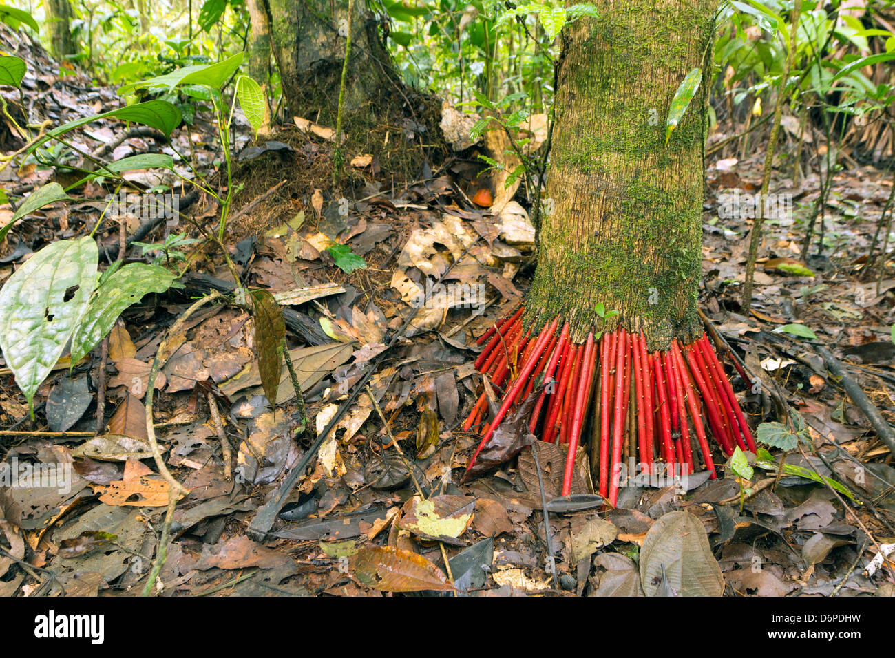 Leuchtend rote Wurzeln der Euterpe Palme im tropischen Regenwald, Ecuador Stockfoto