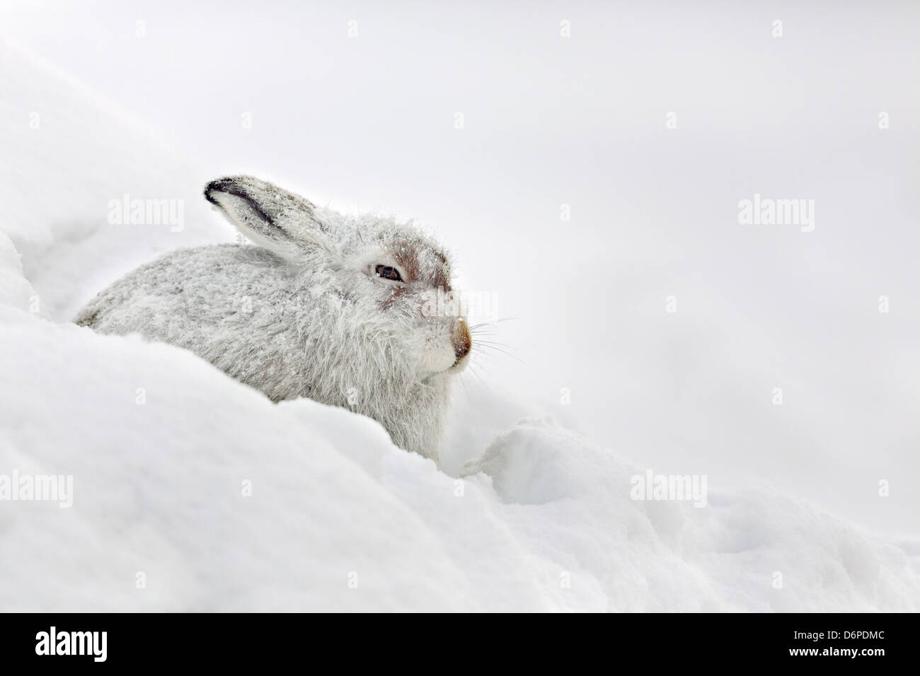 Schneehase; Lepus Timidus; im Schnee; Schottland; UK Stockfoto