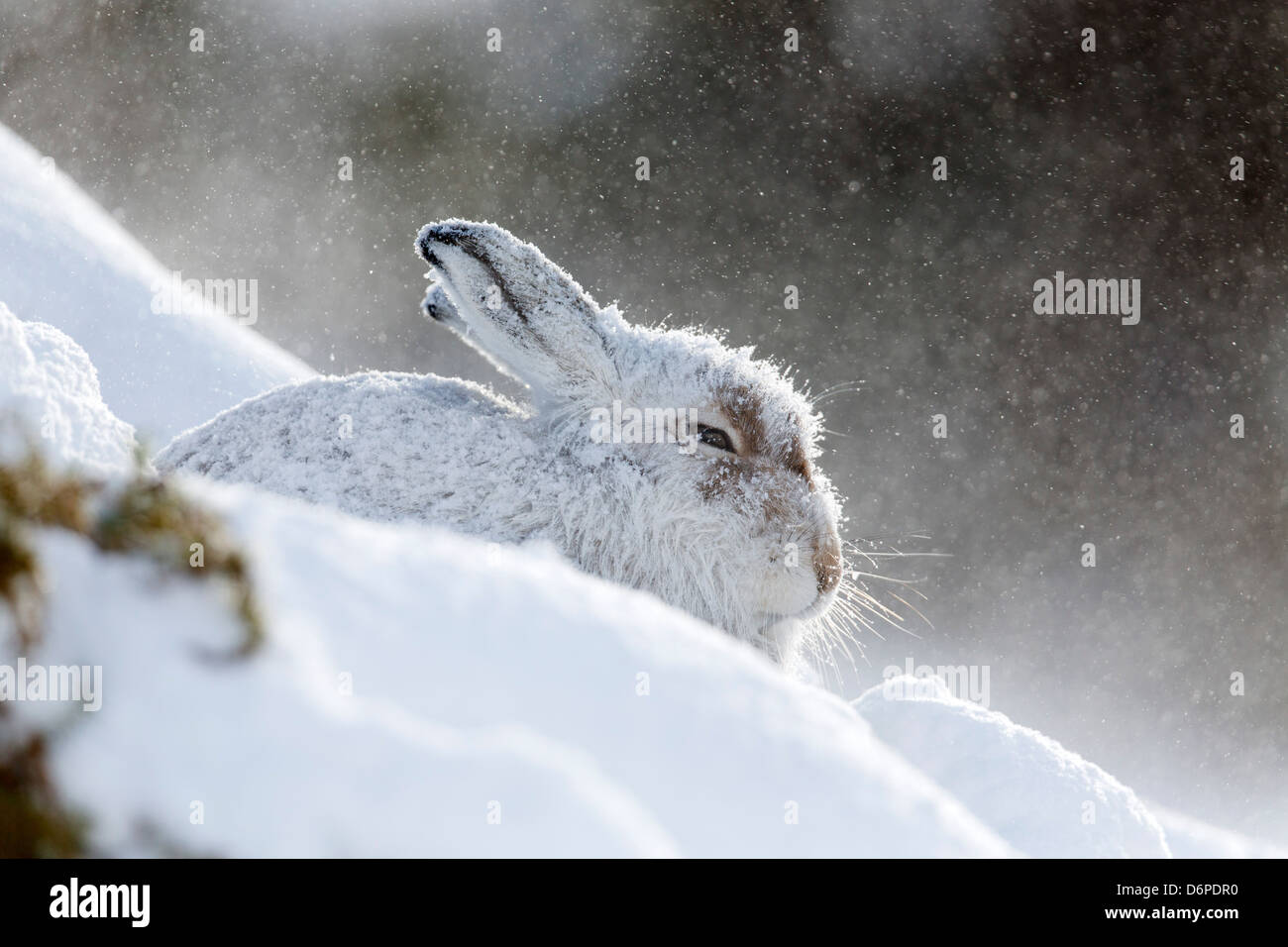 Schneehase; Lepus Timidus; im Schnee; Schottland; UK Stockfoto