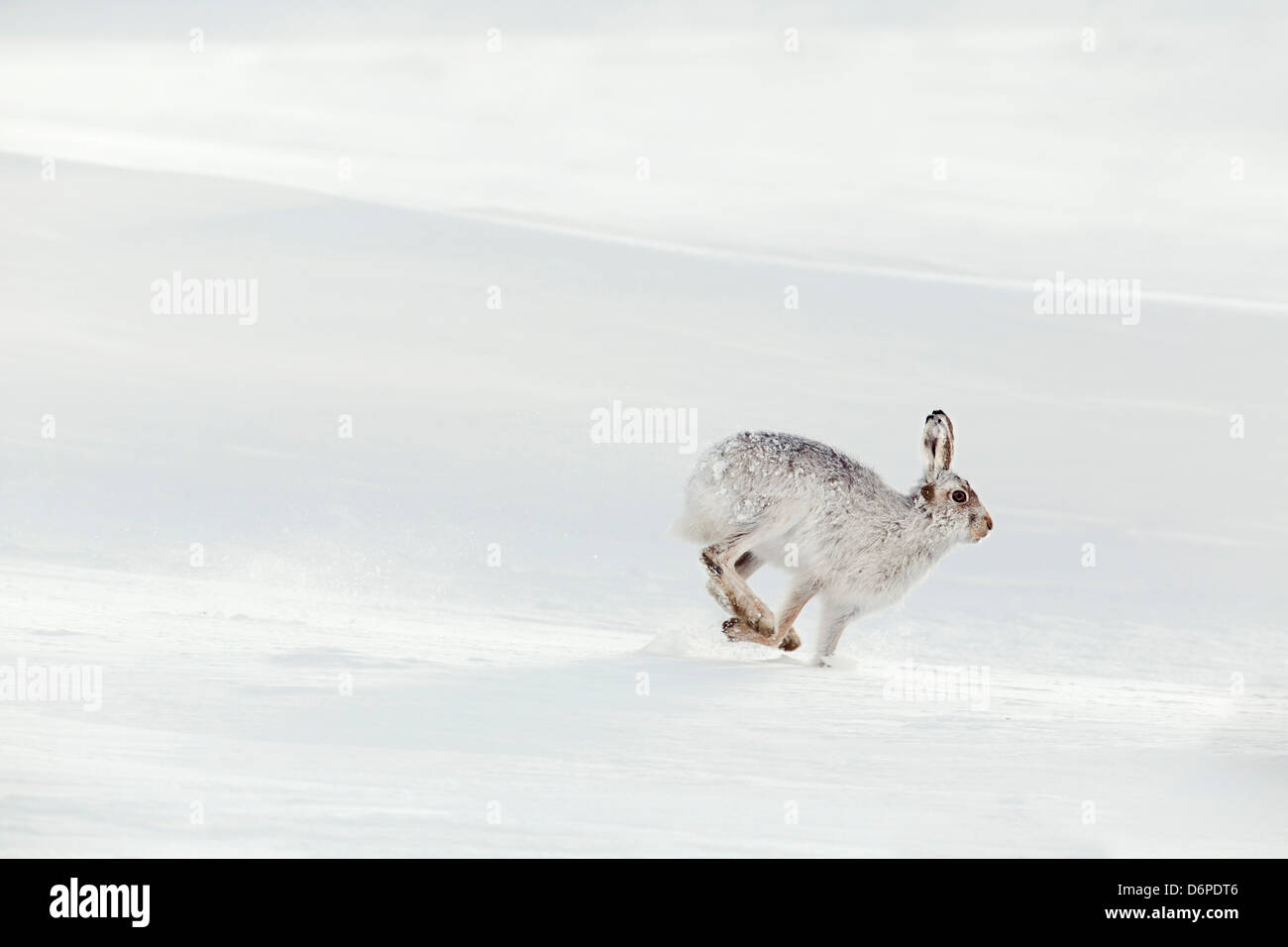 Schneehase; Lepus Timidus; im Schnee; Ausgeführt; Schottland; UK Stockfoto