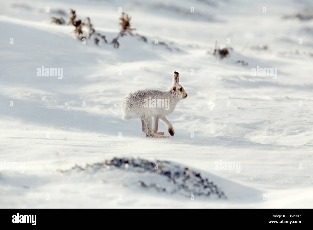 Schneehase; Lepus Timidus; im Schnee; Ausgeführt; Schottland; UK Stockfoto