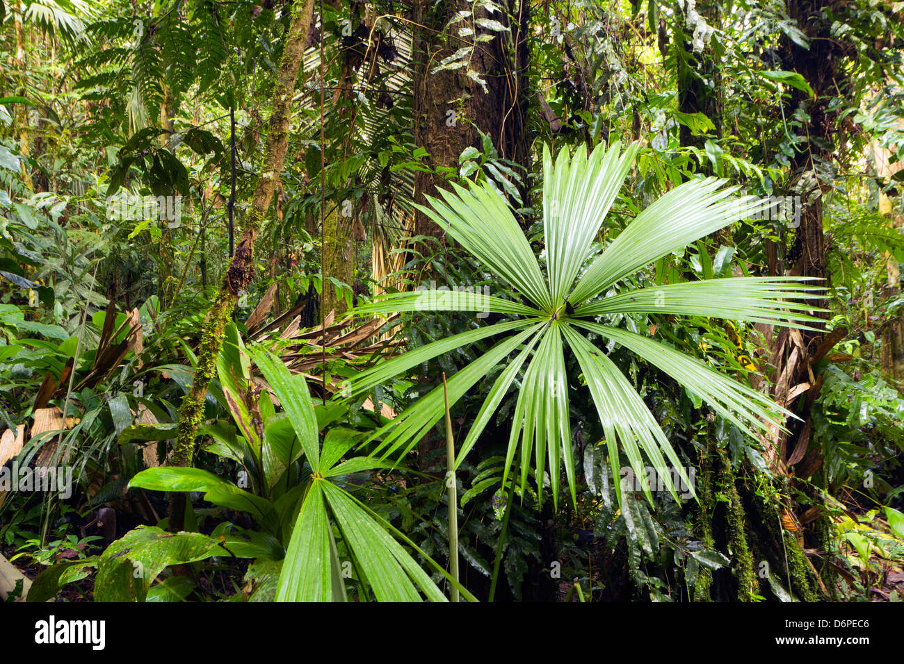 Innenraum der Fließgewässer Regenwald neben Rio Yasuni, Ecuador mit einem Palmblatt im Vordergrund Stockfoto