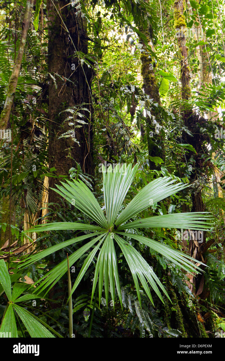 Innenraum der Fließgewässer Regenwald neben Rio Yasuni, Ecuador mit einem Palmblatt im Vordergrund Stockfoto