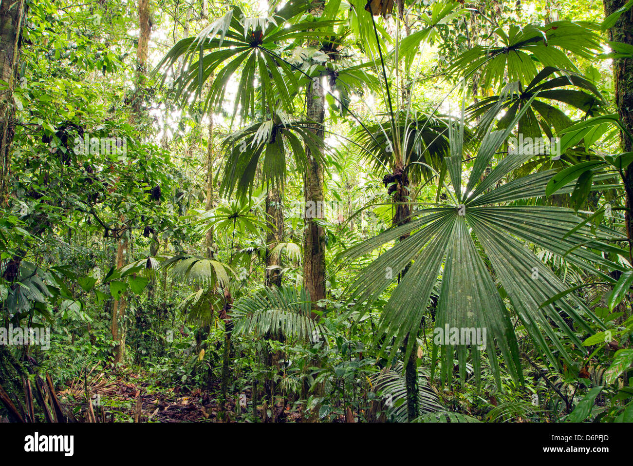 Innenraum des tropischen Regenwaldes im Yasuni-Nationalpark in Ecuador mit Palme im Vordergrund Stockfoto