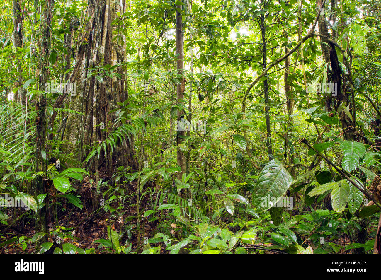 Innenraum des tropischen Regenwaldes im Yasuni-Nationalpark in Ecuador Stockfoto