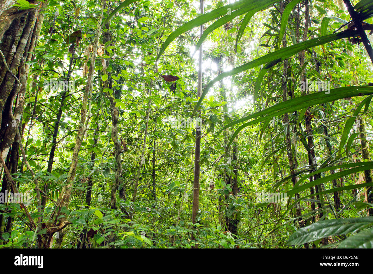 Innenraum des tropischen Regenwaldes im Yasuni-Nationalpark in Ecuador Stockfoto