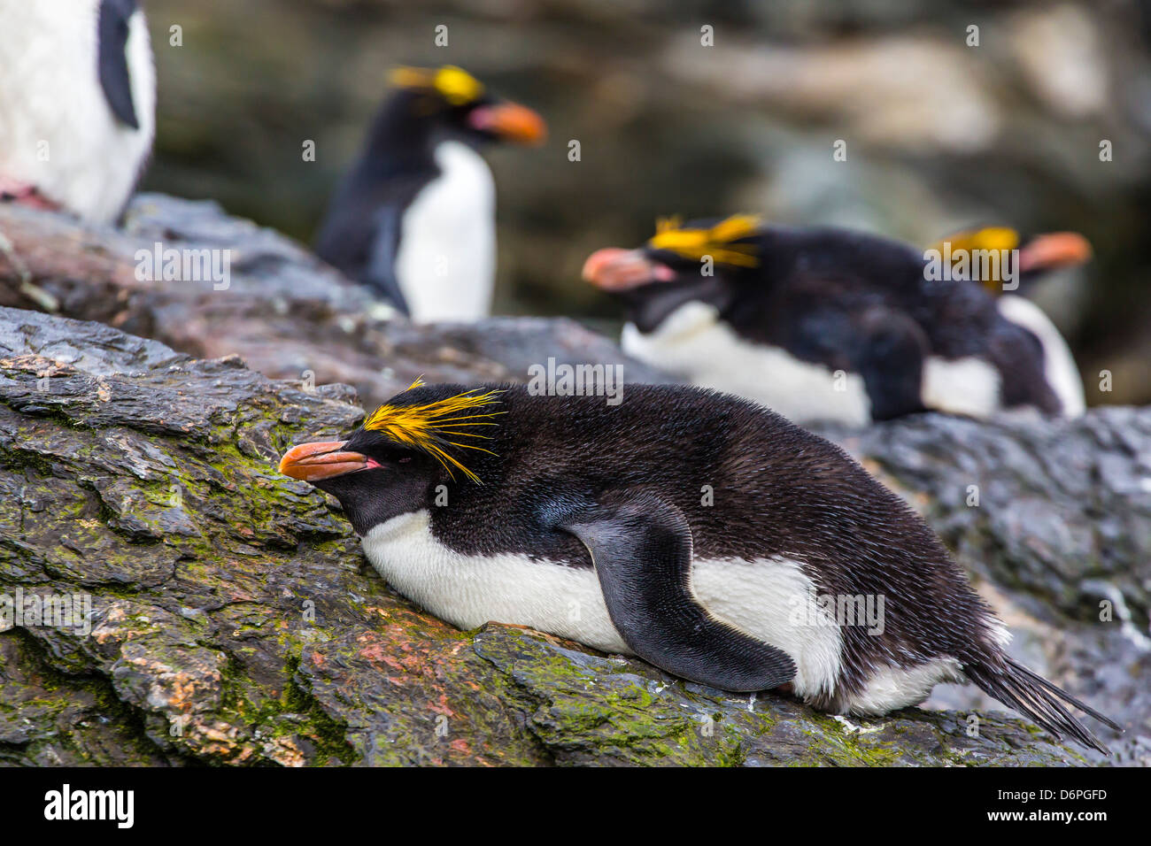 Erwachsenen Makkaroni Pinguine (Eudyptes Chrysolophus), Cooper Bay, South Georgia Island, Süd-Atlantik, Polarregionen Stockfoto