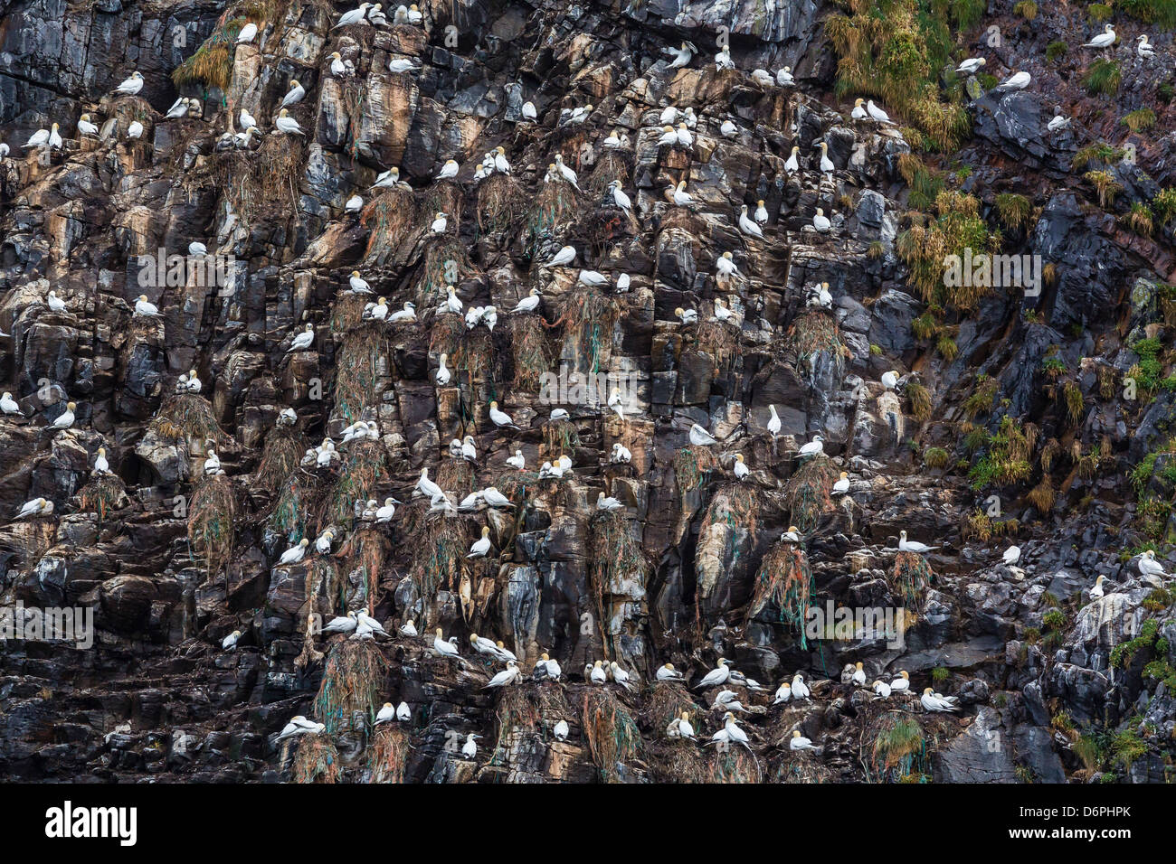 Basstölpel (Morus Bassanus) auf Zucht Kolonie Website unter Runde Island, Norwegen, Skandinavien, Europa Stockfoto