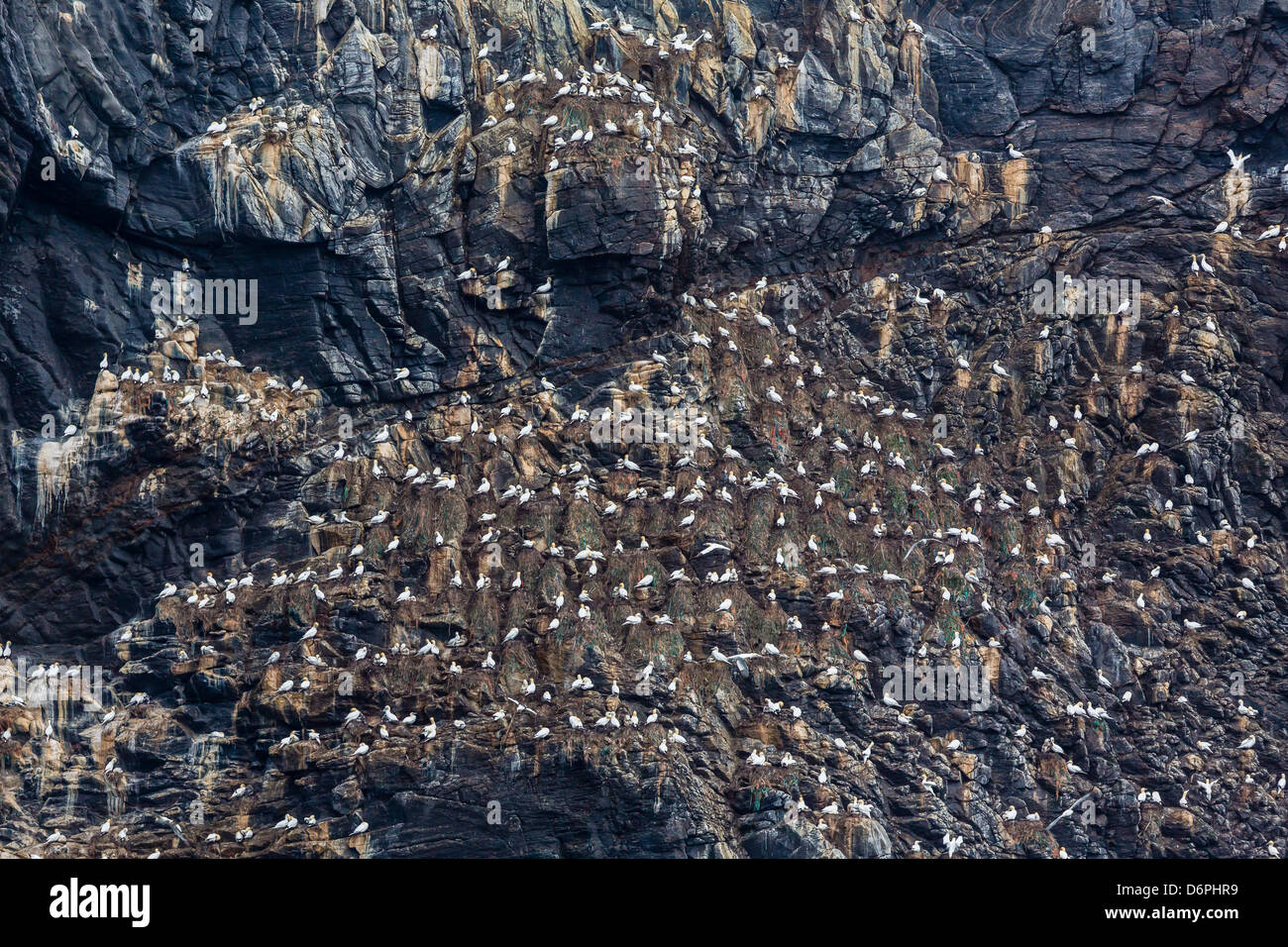 Basstölpel (Morus Bassanus) auf Zucht Kolonie Website unter Runde Island, Norwegen, Skandinavien, Europa Stockfoto