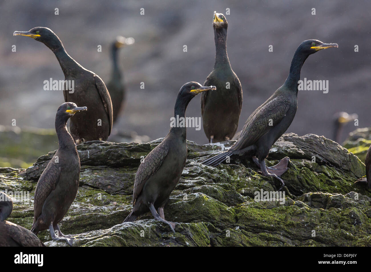 Erwachsenen Kormoran (Shag) (Phalacrocorax Carbo), Insel Foula, Shetland Islands, Schottland, Vereinigtes Königreich, Europa Stockfoto