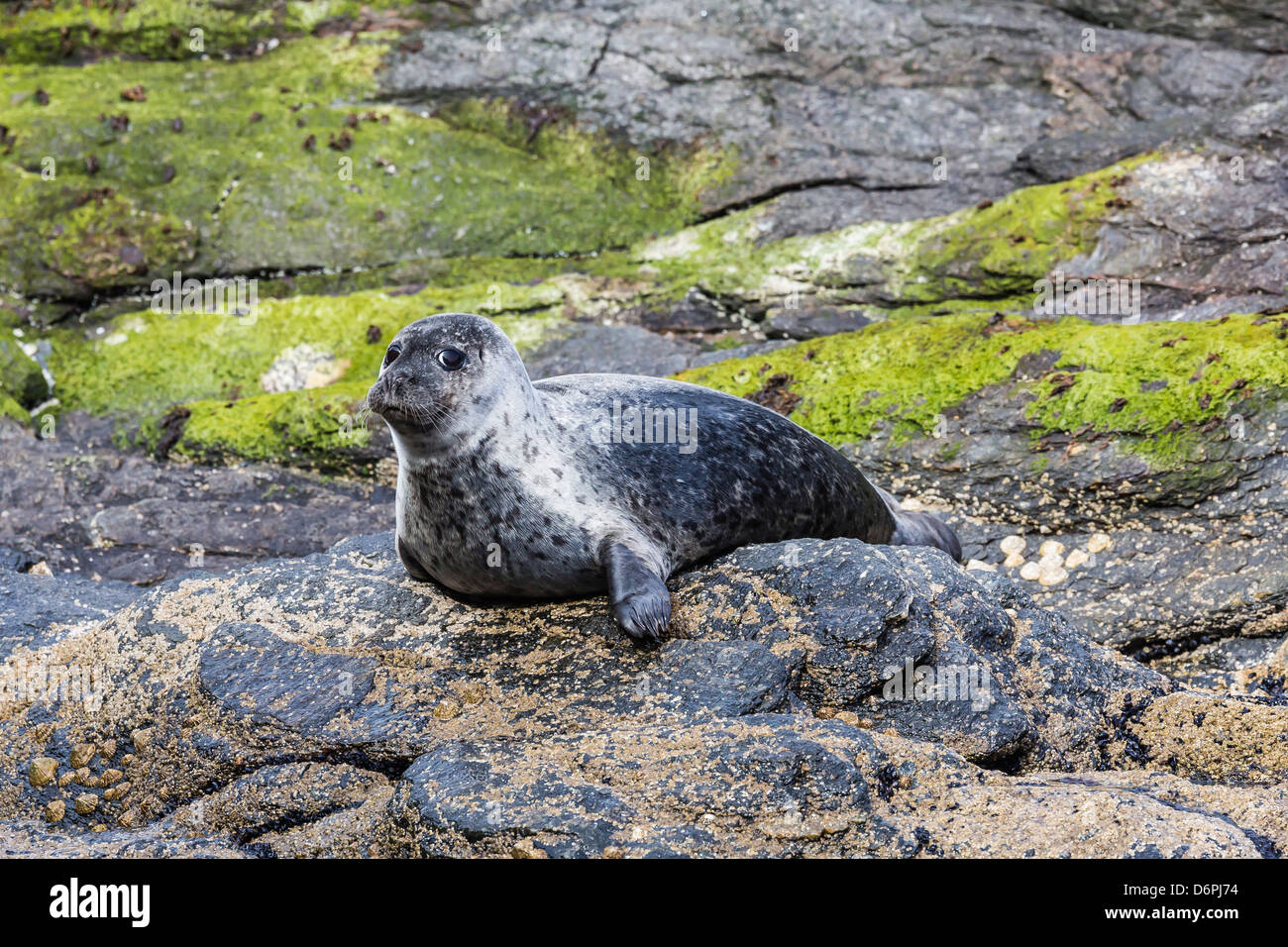 Hafen zu versiegeln (Seehund) (Phoca Vitulina), Insel Foula, Shetlands, Schottland, Vereinigtes Königreich, Europa Stockfoto