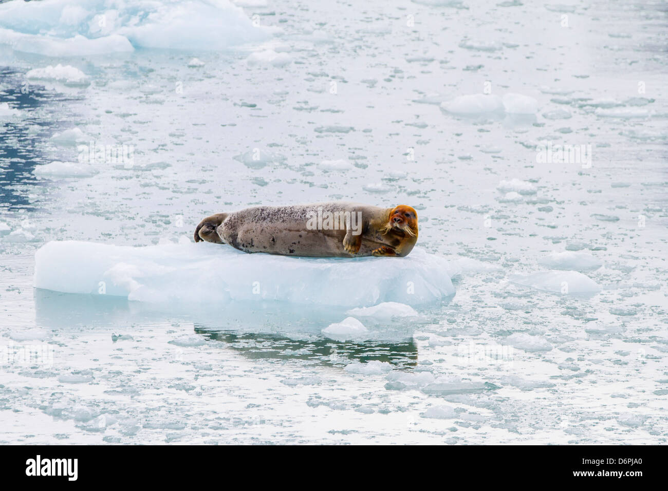 Erwachsenen bärtigen Siegel (Erignathus Barbatus) holte auf Eis, Spitzbergen, Norwegen, Skandinavien, Europa Stockfoto