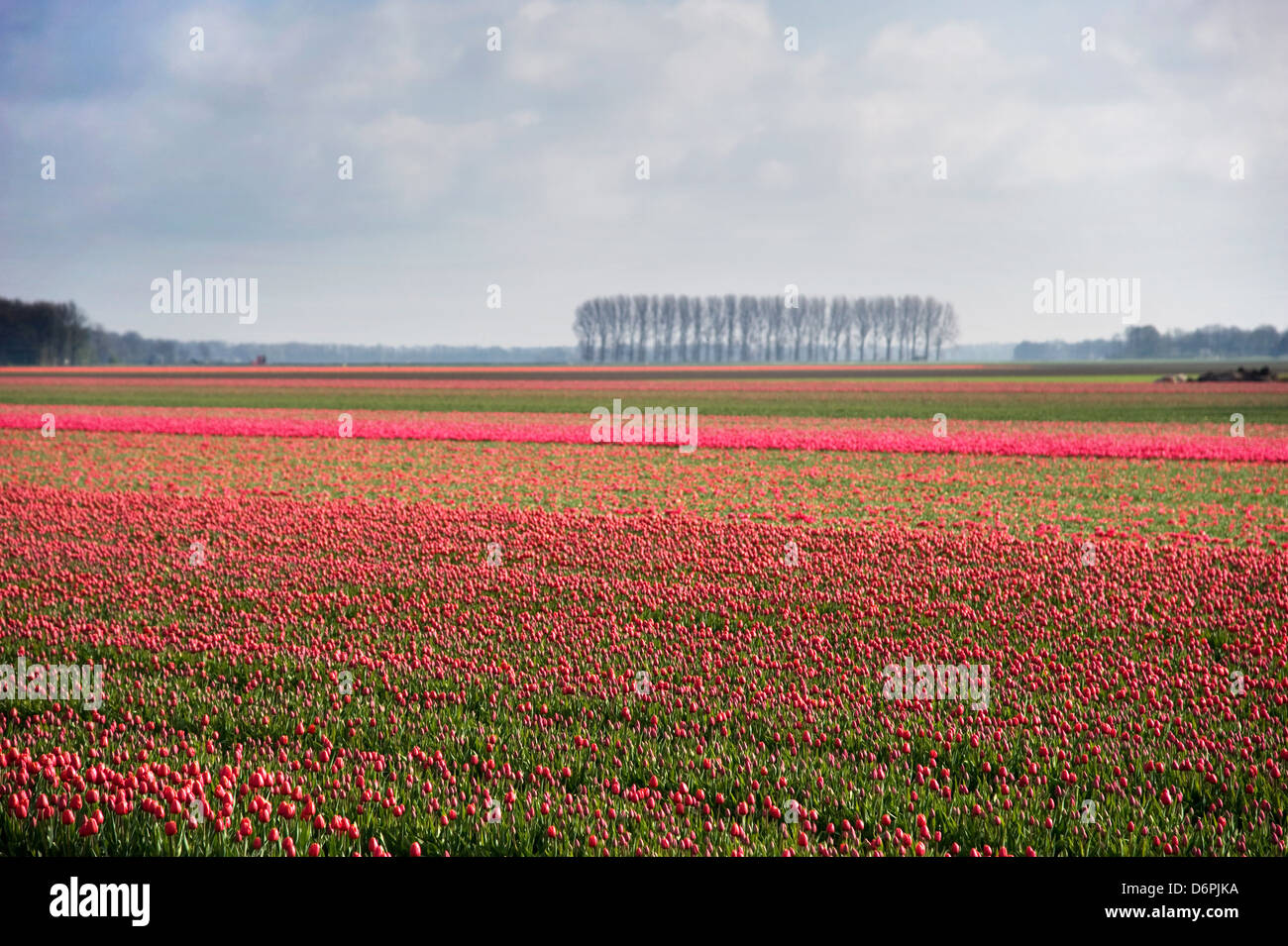 Feld voll von roten Tulpen im Frühling in den Niederlanden Stockfoto