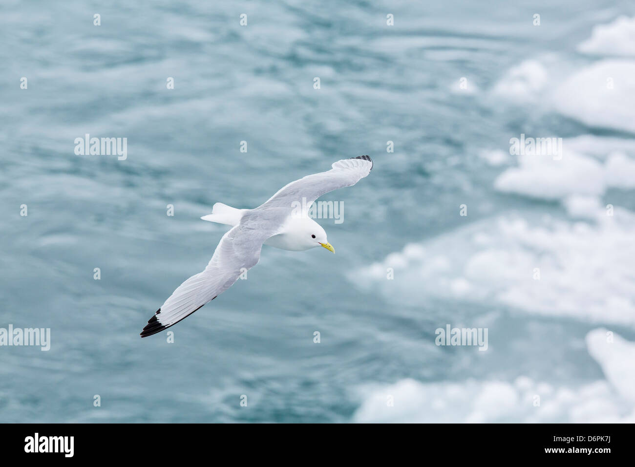 Erwachsene schwarz-legged Dreizehenmöwen (Rissa Tridactyla), Inselgruppe Svalbard, Barents-See, Norwegen, Skandinavien, Europa Stockfoto