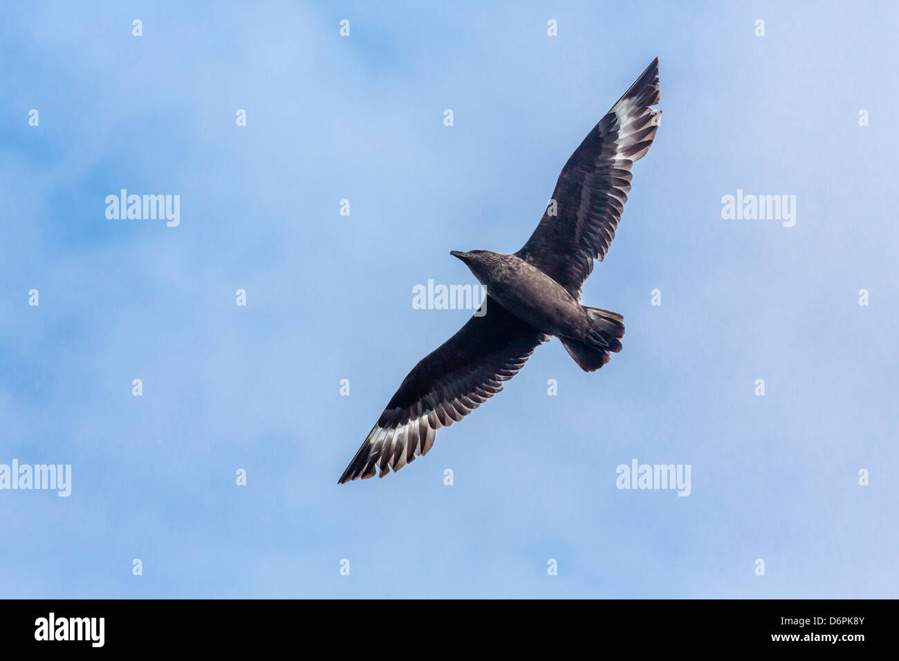 Erwachsenen Great Skua (Stercorarius Skua) mit den letzten Kill im Svalbard-Archipel, Norwegen, Skandinavien, Europa Stockfoto