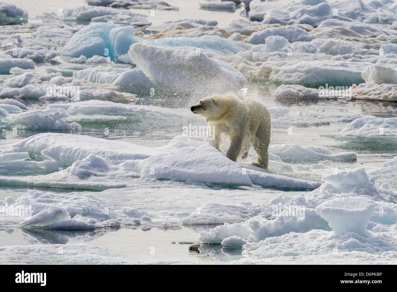 Erwachsenen Eisbär (Ursus Maritimus) austrocknen auf dem Eis in Bär Ton, Spitzbergen, Island, Spitzbergen, Norwegen, Skandinavien Stockfoto