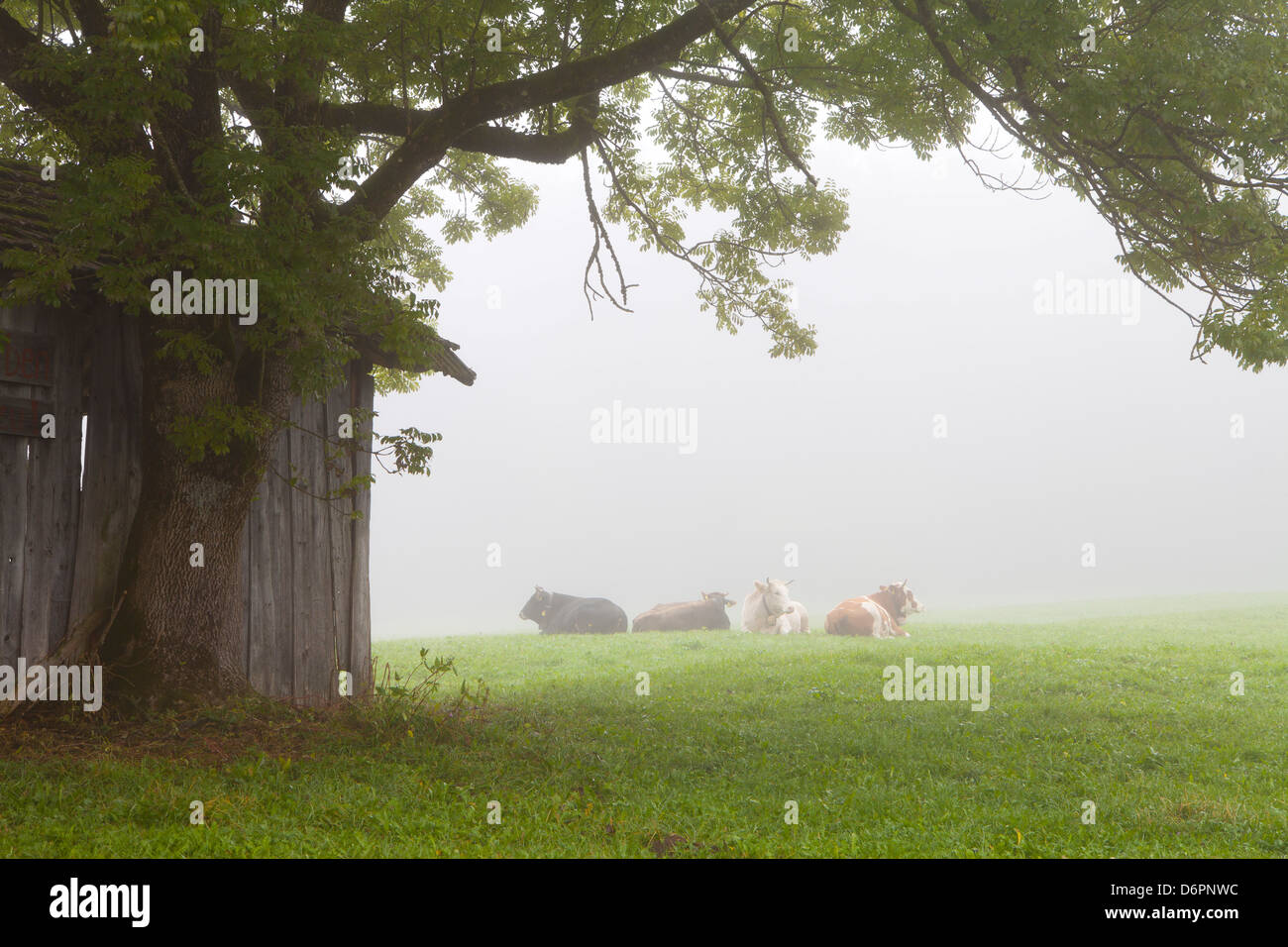 Rinder im Nebel, in der Nähe von Füssen, Bayern, Deutschland, Europa Stockfoto