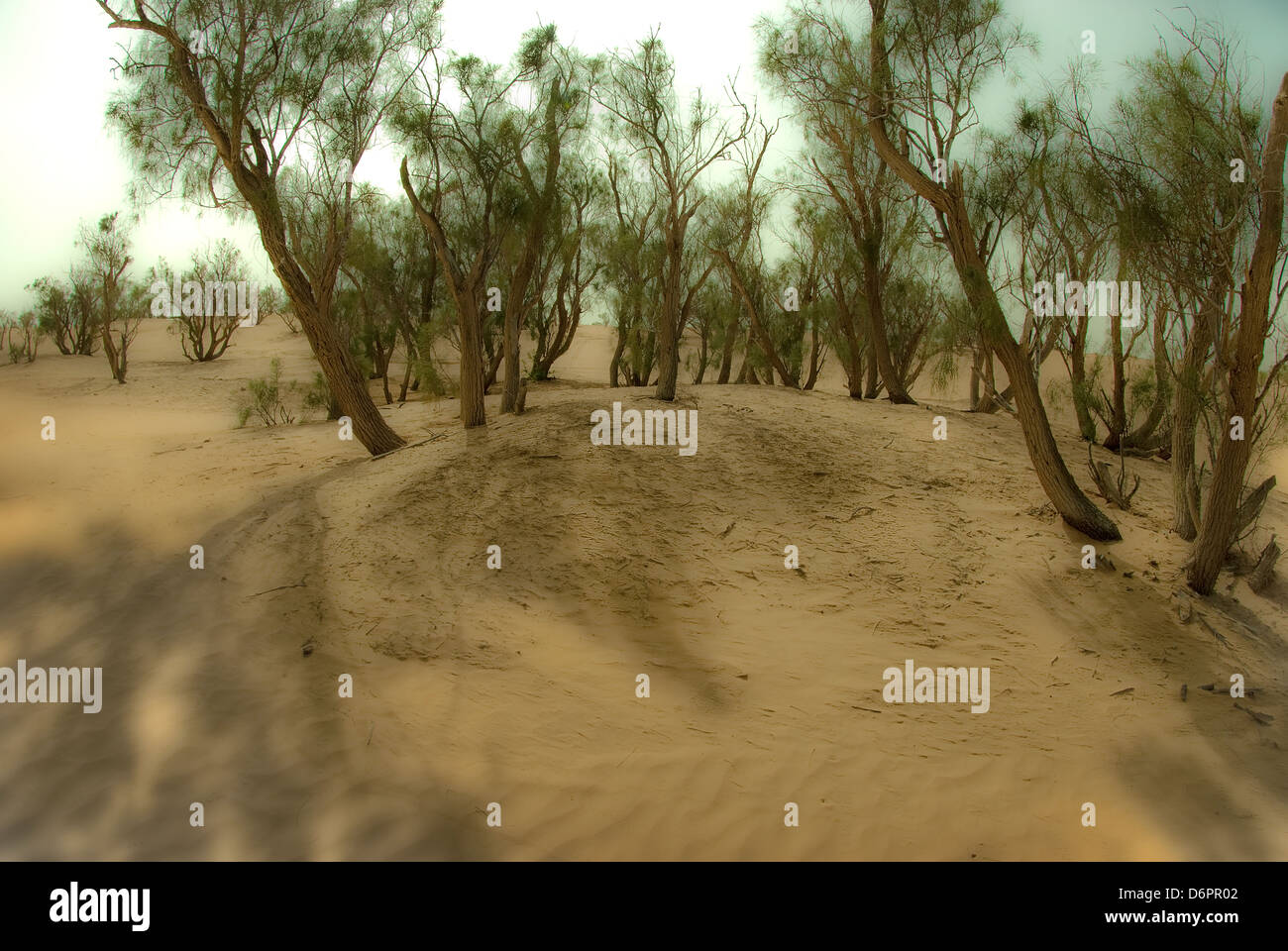 Israel, Negev Wüste Tamarix (Tamarisken, Salz Zeder) Bäume Stockfoto