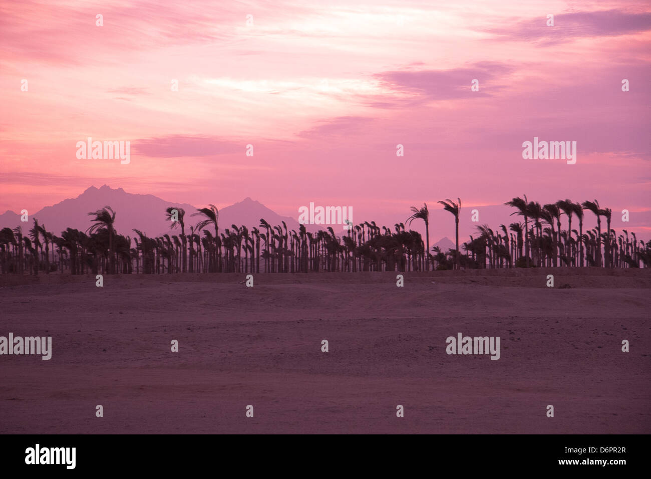 Sonnenuntergang in der Wüste - Palm-Silhouetten Stockfoto Sonnenuntergang in der Wüste - Palm-Silhouetten Stockfoto