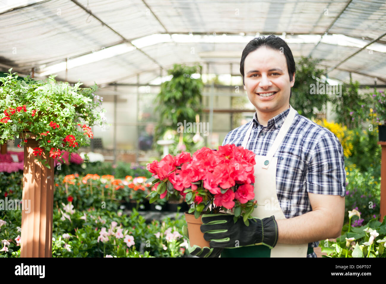 Gewächshaus-Arbeiter halten einen Blumentopf Stockfoto