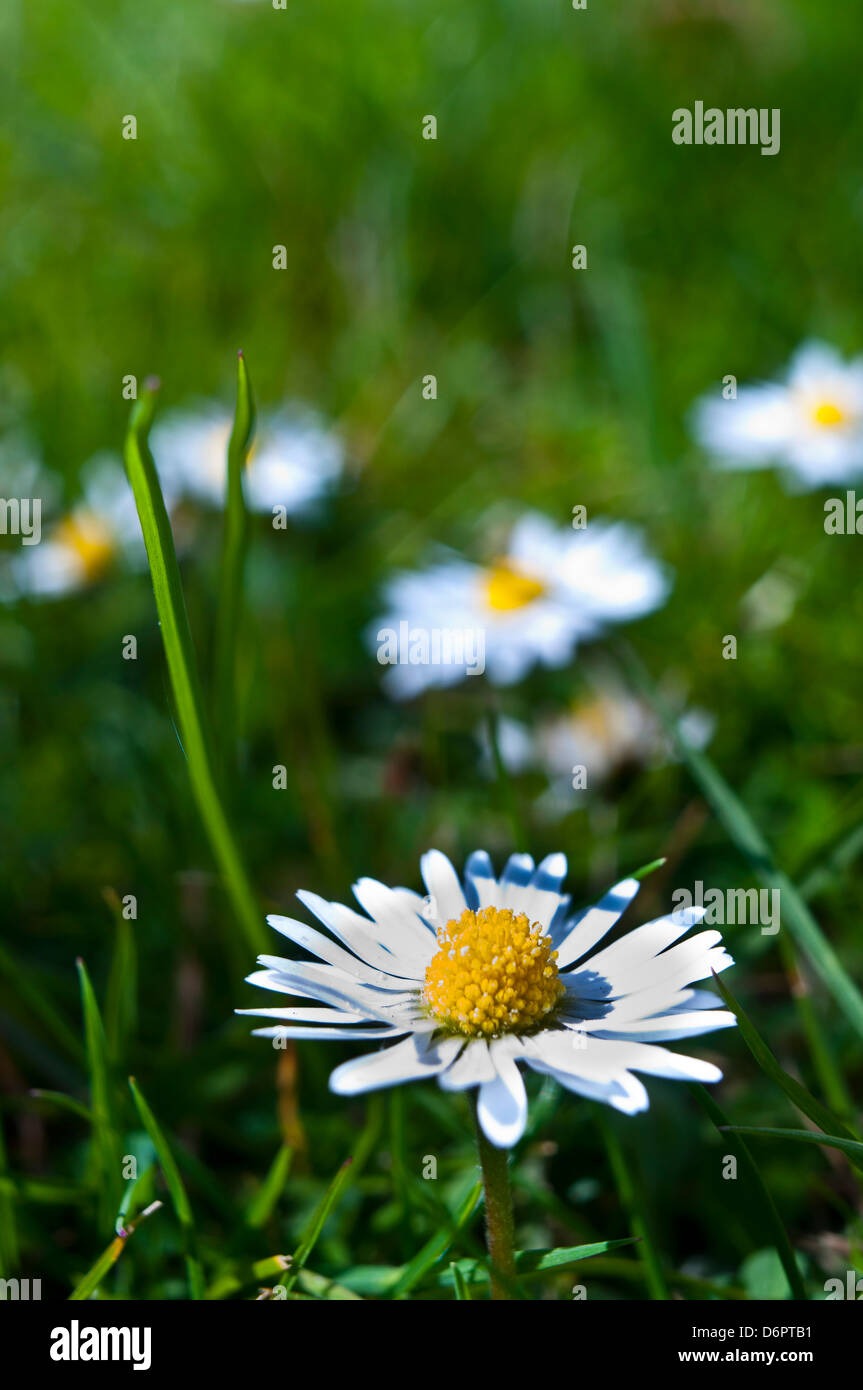 Gänseblümchen im Rasen Bellis perennis Stockfoto