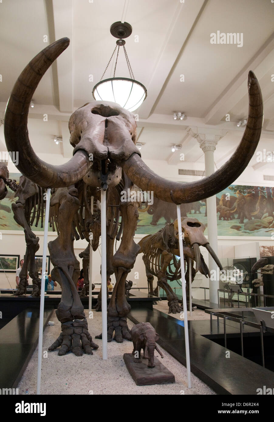 Die fossilen Hallen des American Museum of Natural History, New York USA Stockfoto