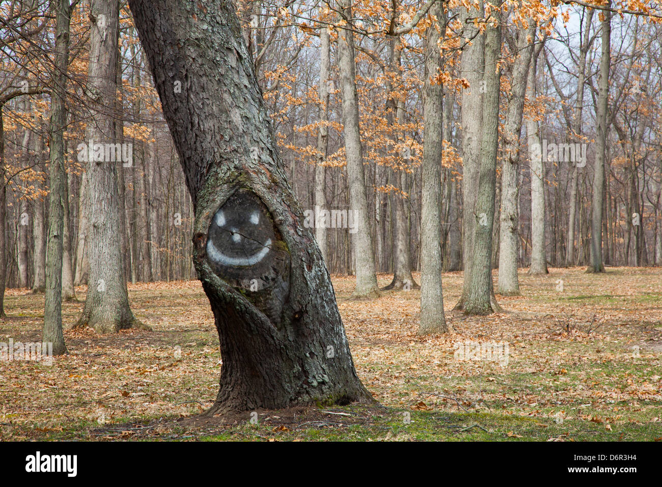 Hudson Mühlen, Michigan - ein Baum mit einem glücklichen Gesicht in Hudson Mills Metropark. Stockfoto