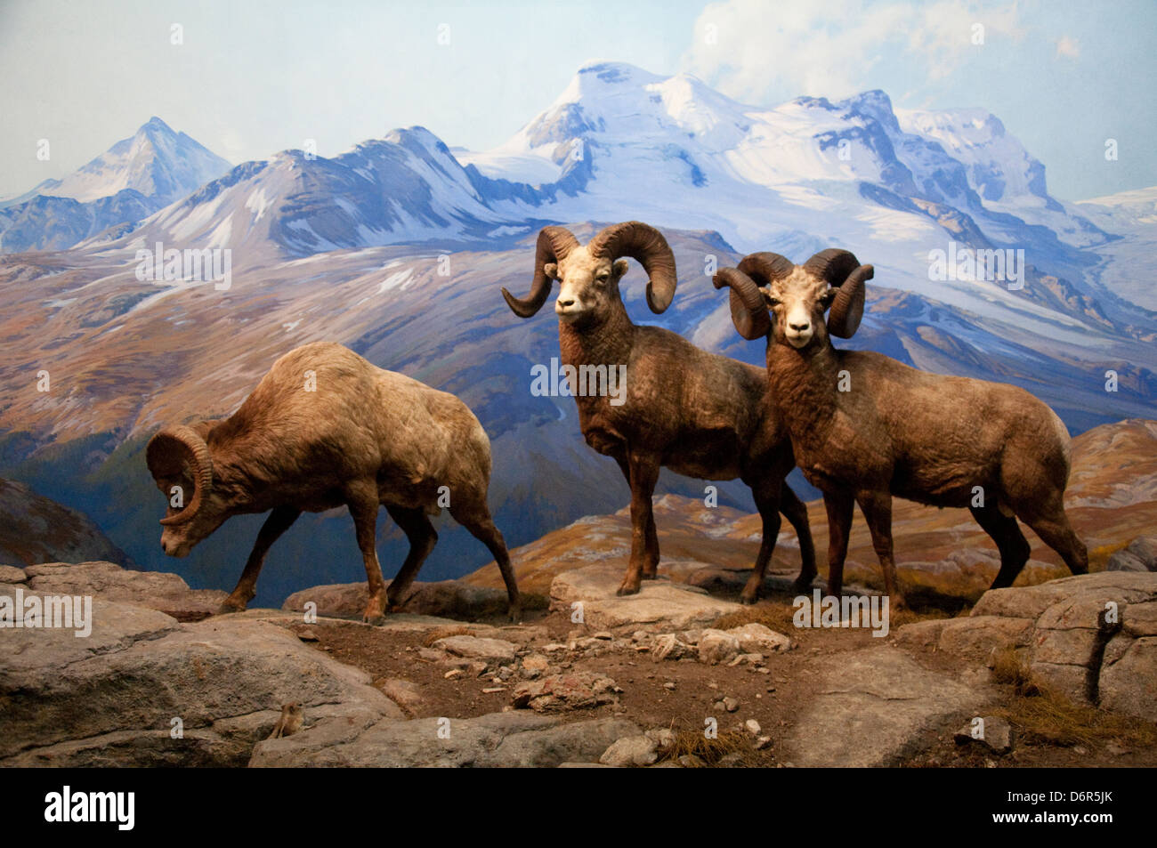 Bighorn Schafe in der Bernard Familie Halle des amerikanischen Säugetiere, das American Museum of Natural History, New York USA Stockfoto