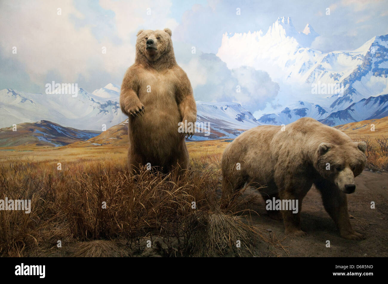 Alaska Braunbären in der Familie Bernard Hall des Amerikanischen Säugetiere, das Amerikanische Museum der Naturgeschichte, New York, USA Stockfoto
