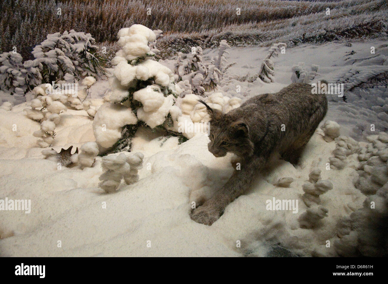 Carnada Lynx in der Bernard Familie Halle des amerikanischen Säugetiere, das American Museum of Natural History, New York USA Stockfoto