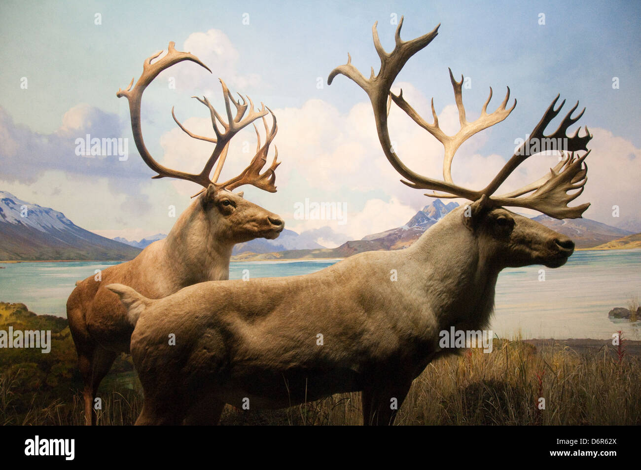 Caribou in der Familie Bernard Hall des Amerikanischen Säugetiere, das Amerikanische Museum der Naturgeschichte, New York, USA Stockfoto