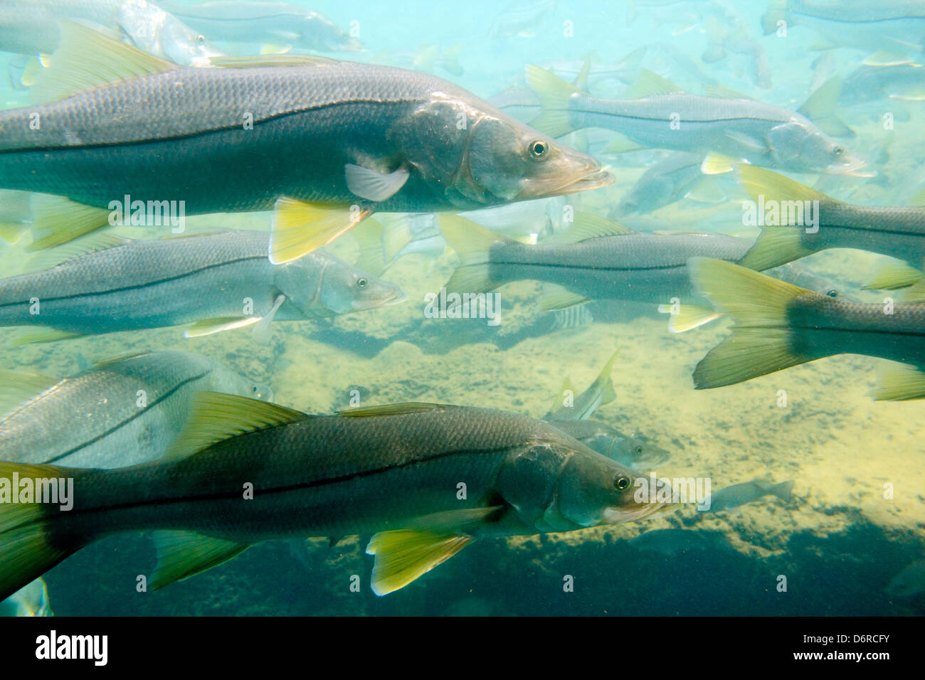 Schule des gemeinsamen Snook (Centropomus Undecimalis), Florida, USA Stockfoto