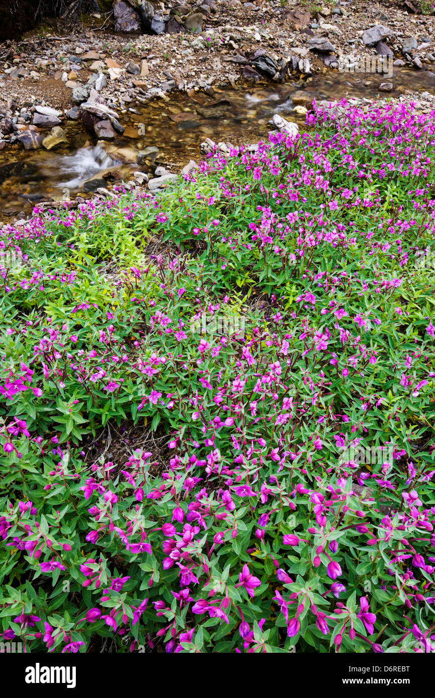 Hohen Weidenröschen (Nachtkerzenöl) wachsen entlang eines Baches in der Nähe von Kathedrale Berg, Denali National Park, Alaska, USA Stockfoto